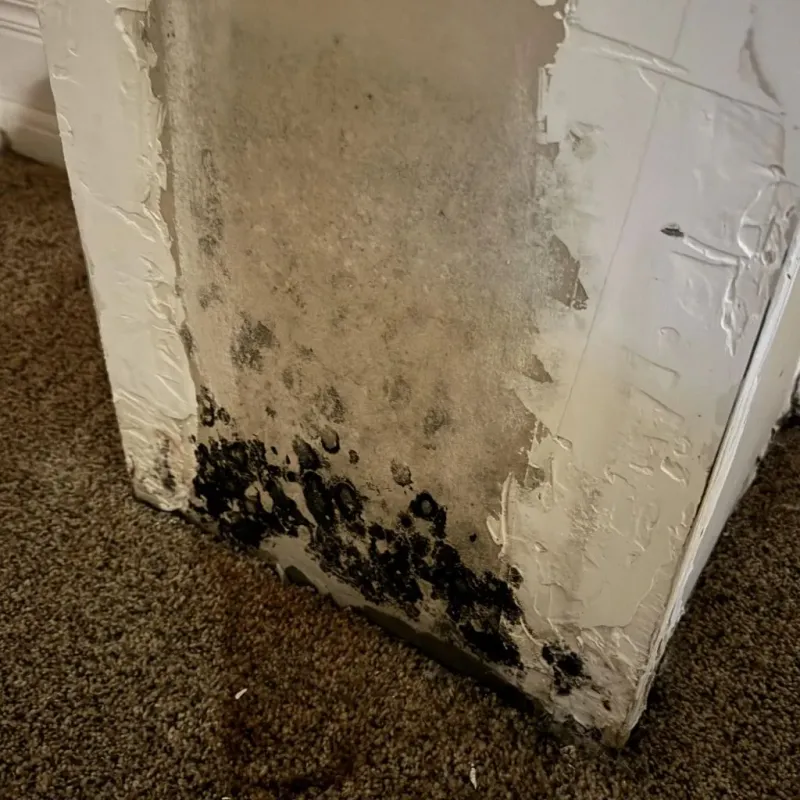 Professional Mold Removal in Colona, IL